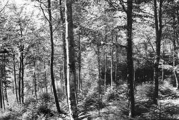 Burgerwaldungen der Stadt Biel, 1904. Fotograf Ernst Meyer, Bildarchiv der ETH-Bibliothek Zürich, CC BY-SA 4.0