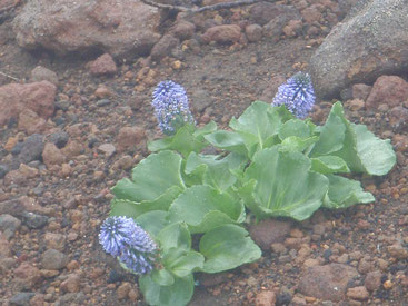 八ヶ岳 高山植物 ガイド