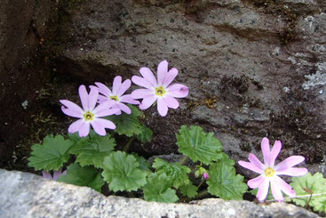 美し森