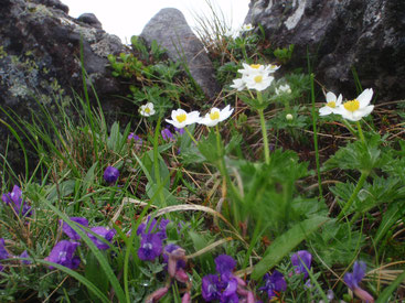 八ヶ岳 高山植物 ガイド