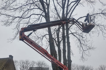 Een boomverzorger van CB Boomverzorging snoeit een grote boom met behulp van een hoogwerker