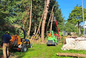 Met gebruik van een hoogwerker worden meerdere bomen netjes gesnoeid