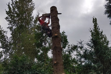 Op een veilige en verantwoorde manier velt de boomverzorger een hoge boom