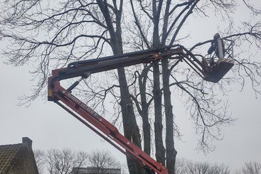 Boomverzorging in De Wijk door CB Boomverzorging