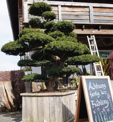 Formbaum Bonsai