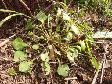 Montia perfoliata - Winterportulak - Winterpostelein