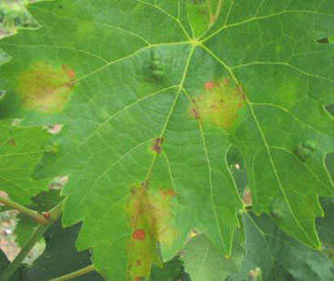 PERONOSPORA plasmopara viticola