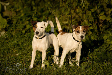 Willow (*07/22) mit seinem Vater Outlaw Averett (*11/12)