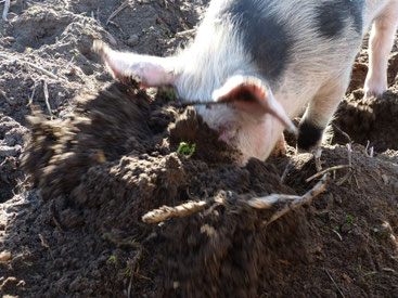 So sehen zufriedene Schweine aus. Unsere Freilandschweine können überall in ihrem Gehege wühlen. Auch Suhlen haben sie zur Genüge. Das ist ein Schweineleben. Hier ist Lotta gerade beim Umgraben des Feldes.