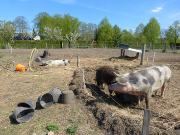 Lotta, Horst und die anderen Bunten Bentheimer Schweine genießen im Frühjahr die Sonne. Die Knirpsschweinchen werden einmal leckeres Schweinefleisch. Sie können überall wühlen und suhlen, wie sie es wollen, und es sich gut gehen lassen. Sie sind zufrieden