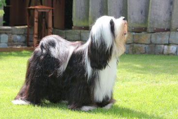 Tibet Terrier Zuchthündin Gin von Dog's Wisdom - ruhig, wesensfest und familiennah