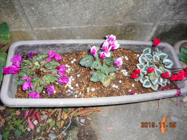 東京都江戸川区東葛西6丁目37-3　福音伝道教団　葛西福音キリスト教会　かさいふくいんきりすときょうかい　江戸川区教会花壇　紫のシクラメンの花が弱々しくなっています。