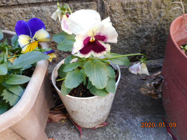 東京都江戸川区東葛西6丁目37-3　福音伝道教団　葛西福音キリスト教会　かさいふくいんきりすときょうかい　江戸川区教会花壇　白い小鉢のパンジーに大きな花が咲きました。