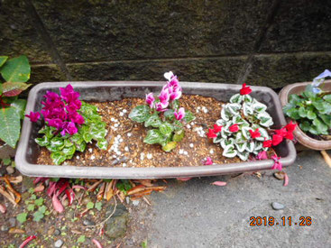 東京都江戸川区東葛西6丁目37-3　福音伝道教団　葛西福音キリスト教会　かさいふくいんきりすときょうかい　江戸川区教会花壇　赤いシクラメンの花が少なくなってきました。