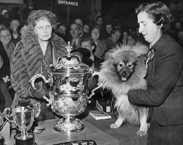 Dog Show Keeshond Crufts Volkrijk of Vorden