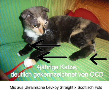 Ausgesetzte Katze, 06/2017, Foto: Birgitta Kuhlmey