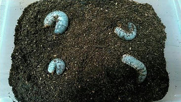 カブトムシの幼虫。