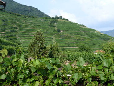 Wachauer Weinberge sind steil