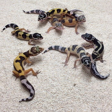Sunset Geckos Nachzuchten 2025 kaufen und Leopardgeckos abzugeben aus Zucht von zwei Züchter