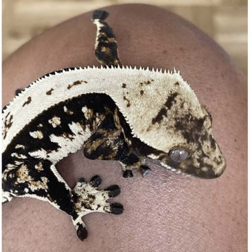 Sunset Geckos Nachzuchten 2026 kaufen und Kronengeckos abzugeben aus Zucht von zwei Züchter