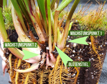 Sarracenia Samen, Blüte Sarracenia, Samen Sarracenia, Sarracenia Samen, Samenstand Sarracenia, Fleischfressende Pflanze Samen, Samen Fleischfressende Pflanze, Samen Fliegenfalle, Fliegenfalle Samen, Samen Schlauchpflanze, Schlauchpflanze Samen