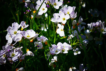 Wiesenschaumkraut