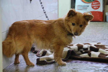 Lia noch im Tierheim in Bulgarien