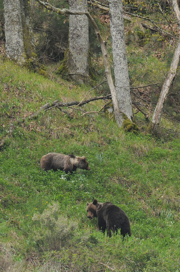 Braunbären in den Kantabrischen Bergen