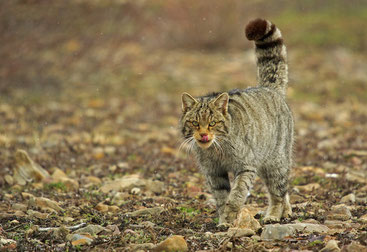 Wildkatze in den Kantabrischen Bergen