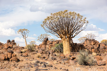 Köcherbaum, Garas Park Rest Camp, Kalahari, Quivertree, Namibia