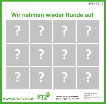 Tierheim Viervergabe Neumarkt Salzburg Hallein