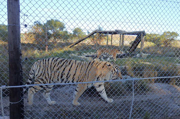 Panthera Africa