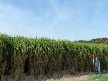 Foto: Dr. Müller-Sämann vor einem Miscanthus-Feld © privat