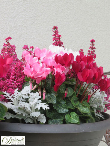Grabschale bepflanzt mit Erika, Cyclamen und Silberblatt