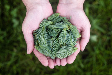 Ausschliesslich die Knospen werden für die Gemmotherapie eingesetzt.