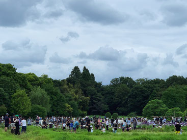 東京都内 トトロの前田んぼで稲刈り体験 大募集中 Olive Park Tokyo