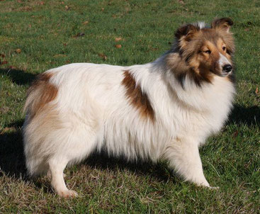 Shelties from the olympic mountains clearance
