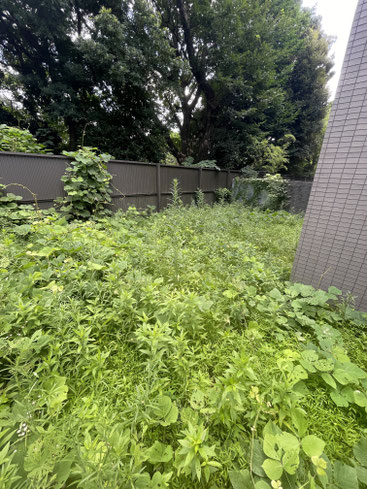 雑草 雑草対策 除草剤 除草 草刈り