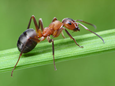 comment se debarrasser des nids de fourmis