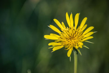 Scorzonera hispanica 