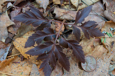The uncut form of Cut-leaved Grape Fern (Botrychium dissectum obliquum)