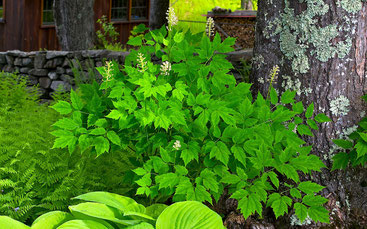 In cultivation White Baneberry requires part to full shade, rich loamy soil, and regular water with good drainage to reproduce its native habitat.