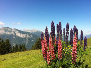 Kasein aus Hulsenfrüchte (Lupinen)