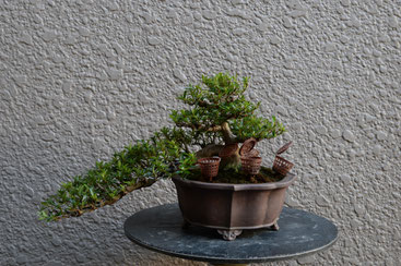 光琳（半懸崖） - BONSAI {皐月盆栽（satsuki-bonsai)}