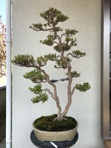 金采（双幹） - BONSAI {皐月盆栽（satsuki-bonsai)}