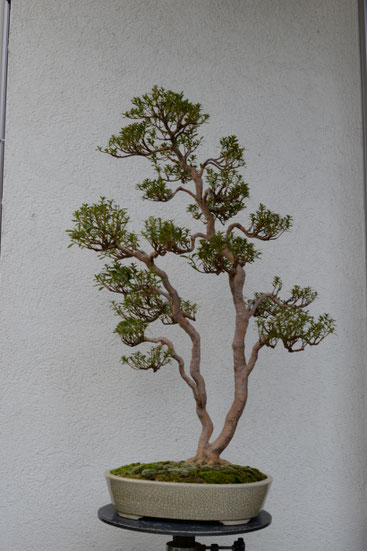 皐月盆栽 盆栽 皐月 新日光 樹高 約22cm さつき Rhododendron indicum