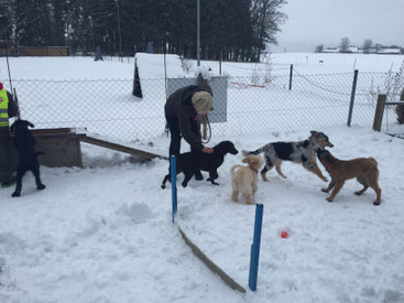 Hundetraining - der Start des hundecampus