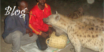 Haran-Hyena-voeren-stokje-mand-vlees-Ethiopië