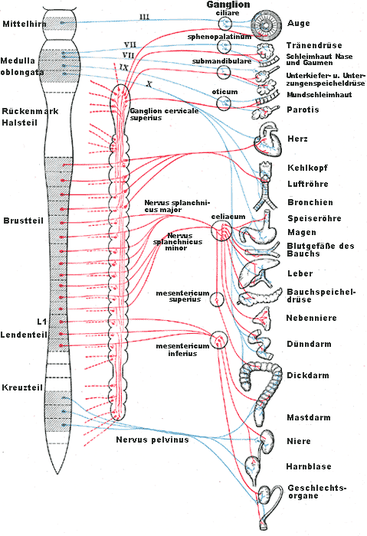 Das vegetative Nervensystem Rot: Nerven des Sympathikus, blau: Nerven des Parasympathikus.