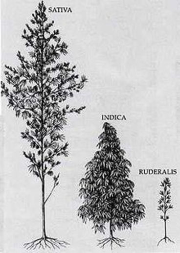 Die cannabis Sorten Ruderalis, Indica und Sativa im direkten vergleich